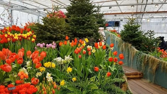 Самые красивые РАСТЕНИЯ ВЕСНЫ: Аптекарский огород 2021.