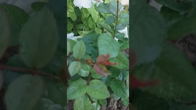 Роза "Сурир де хавр"|первый год цветения.