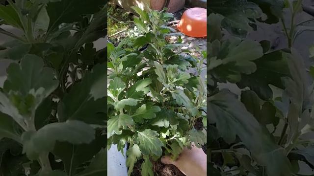хризантема мультифлора, посадка весной смотреть онлайн