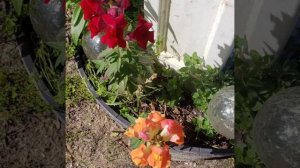 From Scull to Bloom: How I Grew Beautiful Snapdragon Plants from Saved Seeds