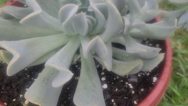 Echeveria Runyonii Topsy Turvy la historia suculentas