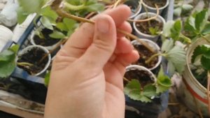 Укоренение клубники без куста.Мой опыт!