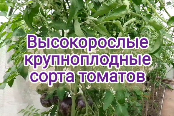 Высокорослые крупноплодные сорта томатов
