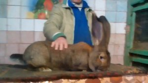 Кролик обер