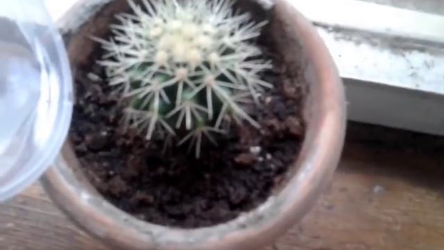Как правильно поливать кактусы?/ How To Water The Cactus ?
