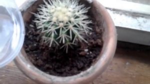 Как правильно поливать кактусы?/ How to water the cactus ?