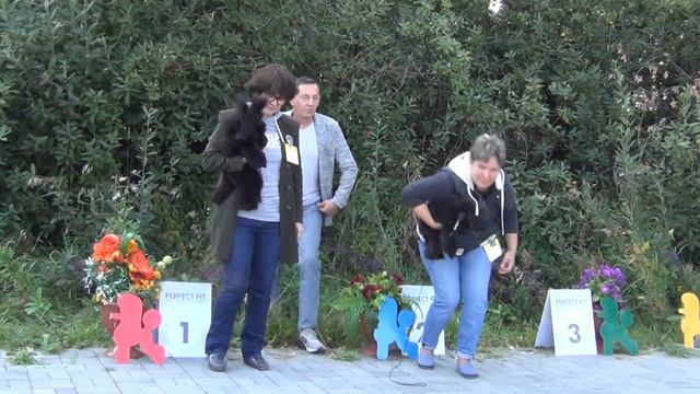 468 Моно пуделей "Челяба-2021"29,08,2021 Сравнение на ЛПП смотреть онлайн