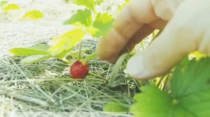 Вырастили ягоды из семян с алиэкспресс