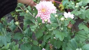 СОРТ ХРИЗАНТЕМЫ С САМОЙ НЕЖНОЙ И КРАСИВОЙ РАСЦВЕТКОЙ!!!