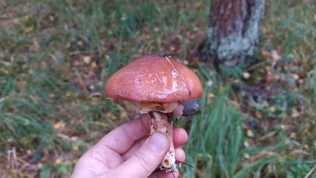 Маслёнок обыкновенный (Suillus luteus). Как выглядит гриб на месте произрастания.