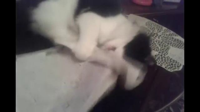 кот разгадывает кроссворд смотреть онлайн