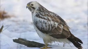 Голос Сарыч Обыкновенный.