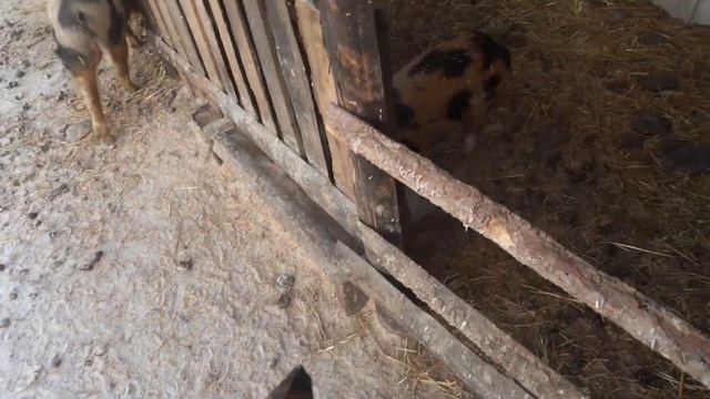 🐖Свиноводство для очень ленивых или скоро смертельный эксперимент! смотреть онлайн