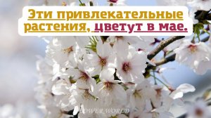 Эти привлекательные растения, цветут в мае.🌷