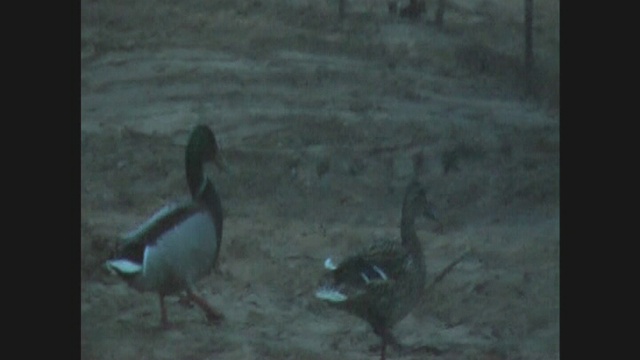 УТКИ смотреть онлайн