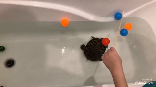 Красноухая черепаха играет и кушает. смотреть онлайн