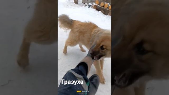 Кавказская овчарка, чуть не съела. смотреть онлайн