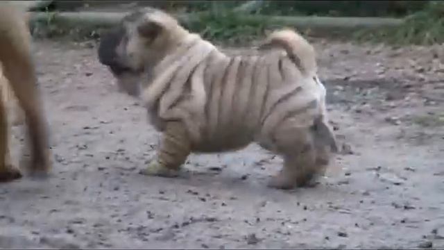 ингрэм рей квантум оф солэйс смотреть онлайн