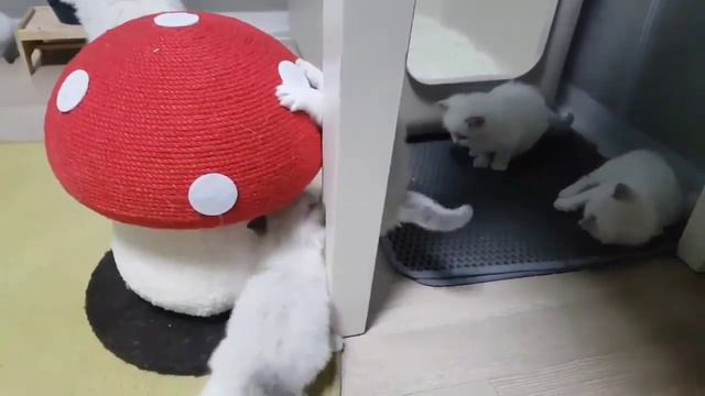 Котята Рэгдолл биколор готовы к переезду 25-27000 с документами смотреть онлайн