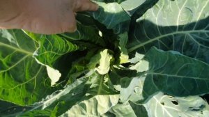 Овощи растут. Цветная капуста Моментум F1