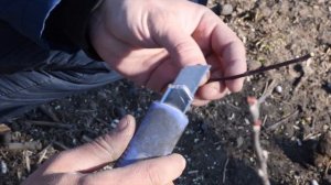 КАК привить ЯБЛОНЮ под кору / своими руками