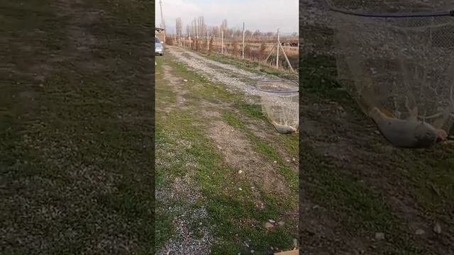 Рыбалка  Чистые  пруды