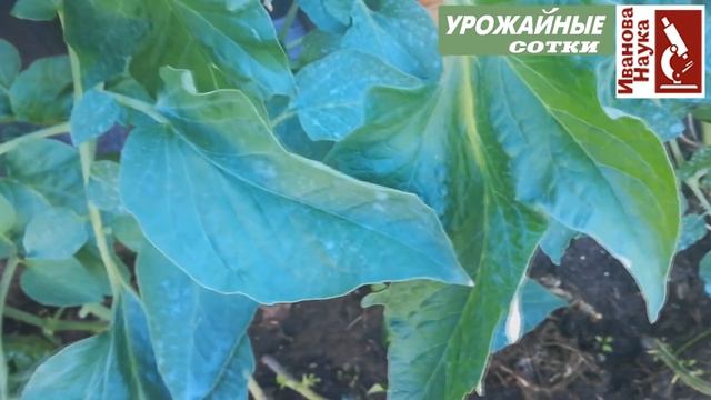 Побороть ОПАСНУЮ пятнистость томата КЛАДОСПОРИОЗ не сложно и можно!