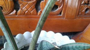 Sansevieria Silver Bat