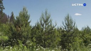 Лесничие рассказали, как ухаживают за лесными культурами