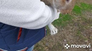 Выбираем крольчиху от Белого Великана и Фландера. Какую оставляем, белую или серую? Кролики и их ве