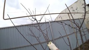 Весенняя обрезка 3-х летней сливы в 2022 году || Формировка кроны без центрального проводника