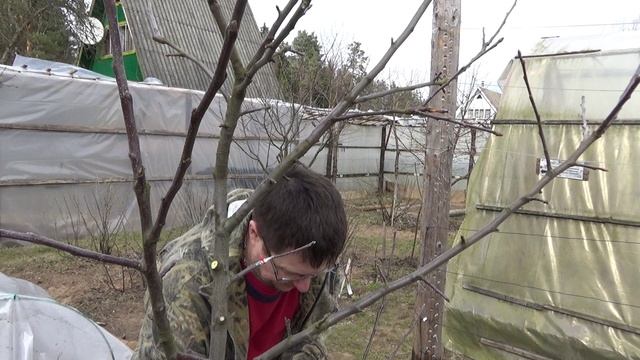 Прививка яблони с помощью китайского секатора омега-ножом - просто и надежно! Эффективность 98 %