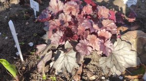 Гейхера сорт silver gumdrop весной