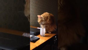 Кот кушает кефир (прикол)