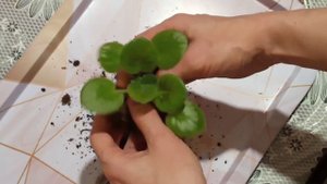 Детки фиалок плохо растут! Что делать? Мой опыт. Фиалки у Алисы!