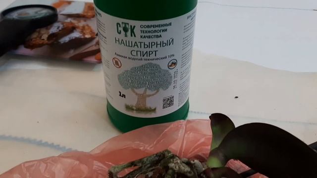 Новые орхидейки Синголо и Калипсо, обработка и пересадка смотреть онлайн