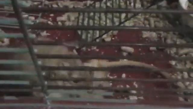 "Весёлые" мышки. Естественный отбор... смотреть онлайн