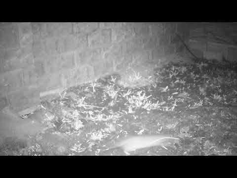 Ночные приключения