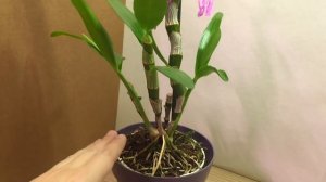 орхидея ДЕНДРОБИУМ после цветения и КАК ЗАСТАВИТЬ ЦВЕСТИ Dendrobium nobile