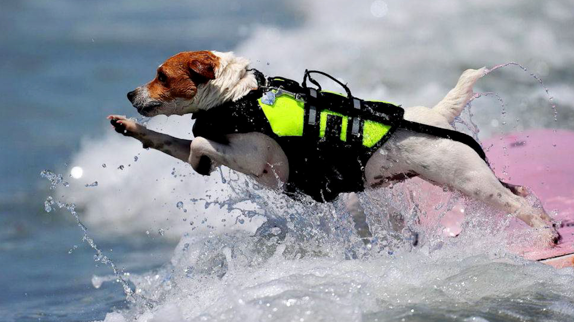 В Петербурге собак обучают спасению на воде