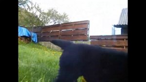 Щенята ньюфаундленда