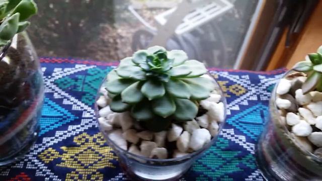 Benefits of Echeveria houseplant смотреть онлайн