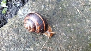 Важная миссия - уничтожение моллюсков на участке