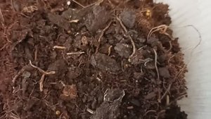 Получила неадаптированные тайские аглаонемы.  Что делать?