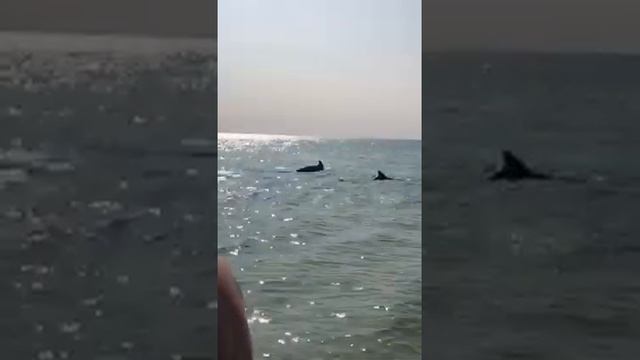 Одесса порт южный