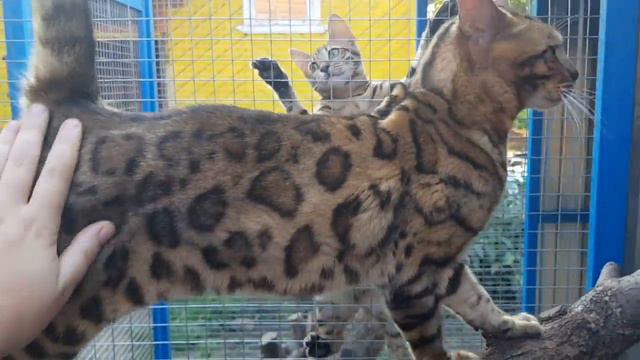 Бенгал Димка смотреть онлайн