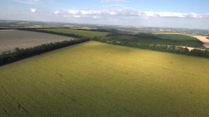 Старобельск Ромашковые поля