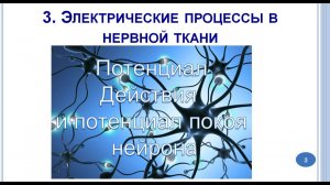 Потенциал действия и потенциал покоя нейрона  Синапс. Лекция 03Ф