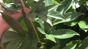 Пион Рамона Линс (Ramona Lins)