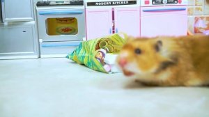 Хомяк ждет гостей в новом домике ВЕЧЕРИНКА хомячков / МаусХаус